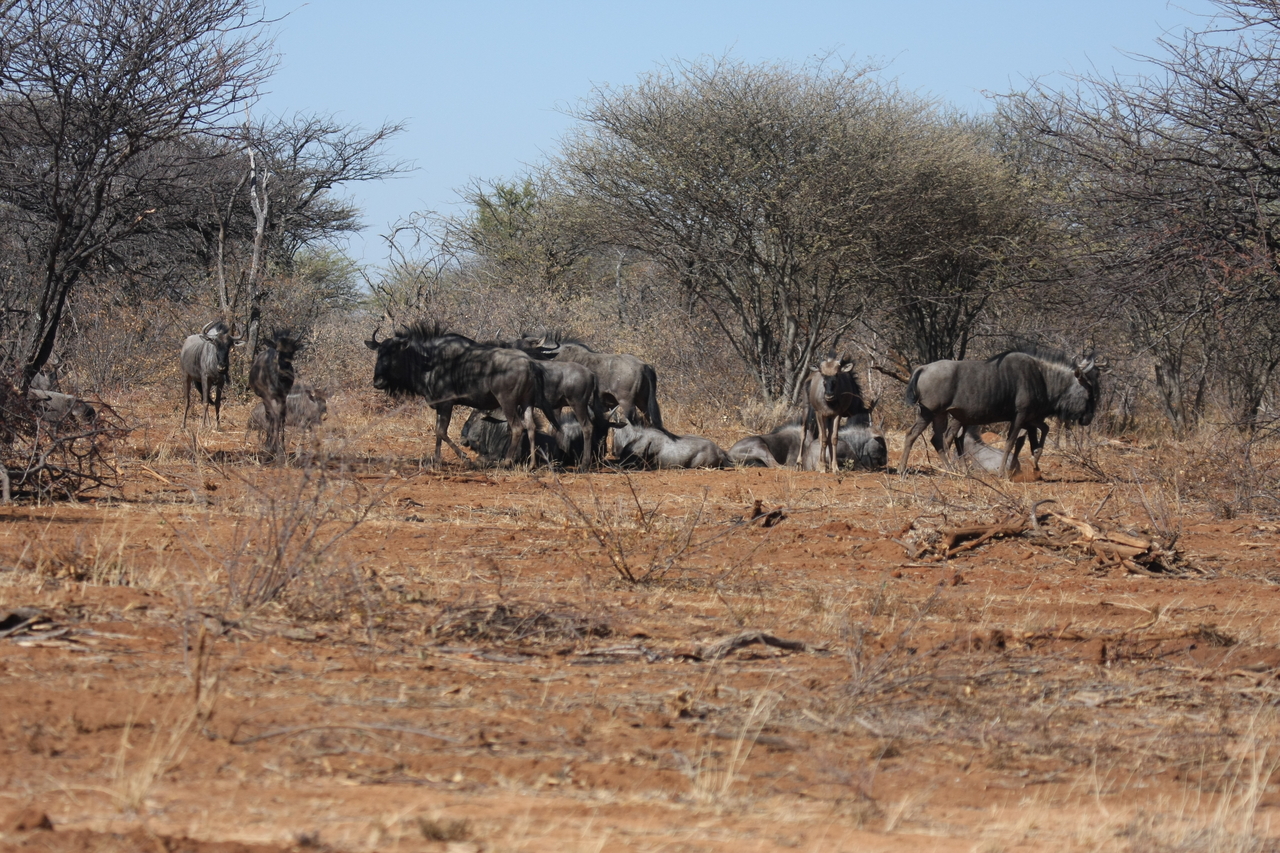 [4995] 2016_06_23_04_51_56_Africa_Canon_EOS_40D_IMG__08401.jpg