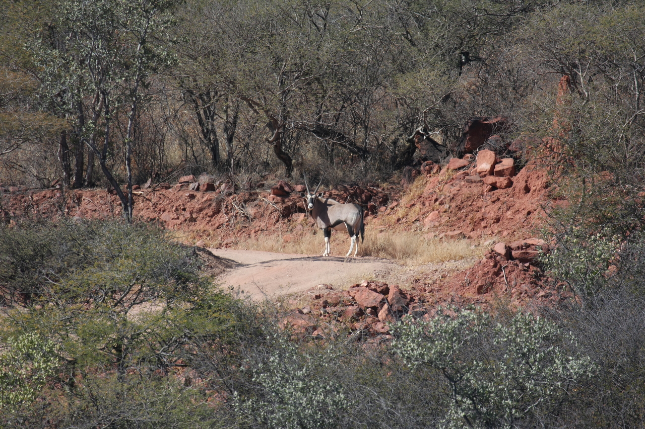 [5030] 2016_06_23_05_23_41_Africa_Canon_EOS_40D_IMG__00960.jpg