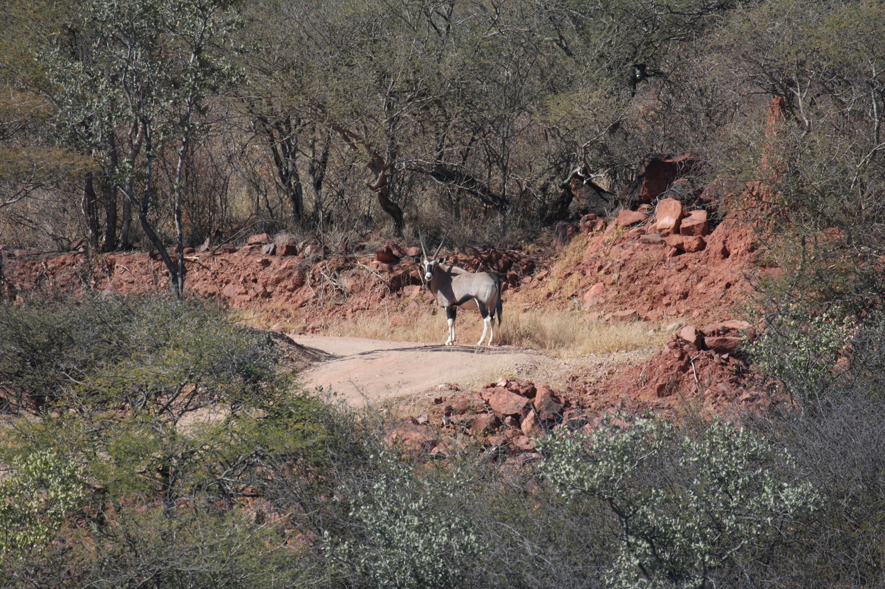 [5032] 2016_06_23_05_23_41_Africa_Canon_EOS_40D_IMG__08406.jpg