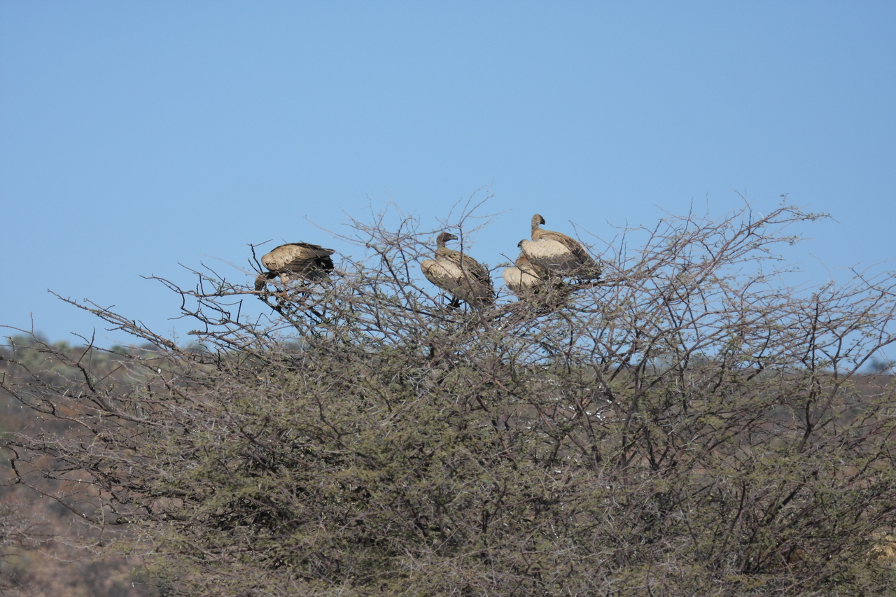 [5379] 2016_06_23_09_58_40_Africa_Canon_EOS_40D_IMG__08409.jpg
