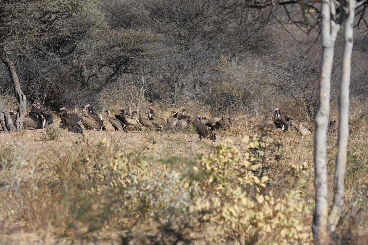 [5386] 2016_06_23_09_58_51_Africa_Canon_EOS_40D_IMG__00131.jpg