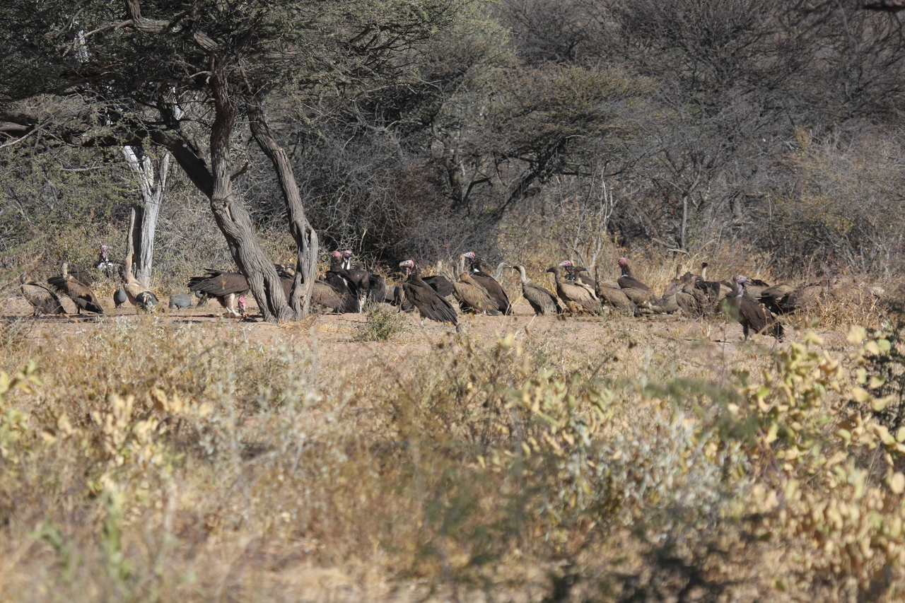 [5387] 2016_06_23_09_58_51_Africa_Canon_EOS_40D_IMG__00963.jpg