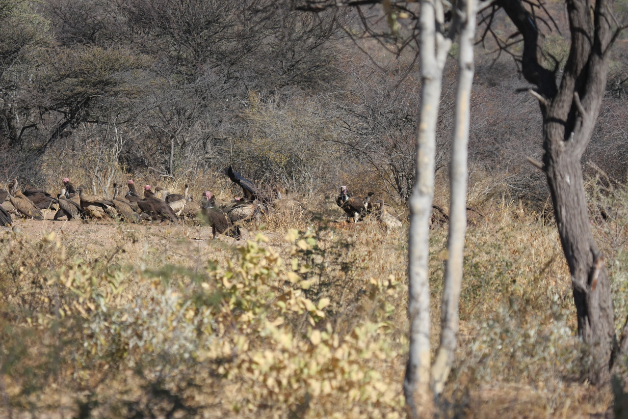 [5394] 2016_06_23_09_58_54_Africa_Canon_EOS_40D_IMG__00966.jpg