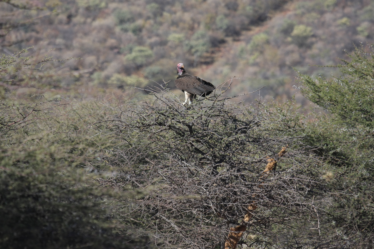 [5400] 2016_06_23_09_59_14_Africa_Canon_EOS_40D_IMG__00135.jpg