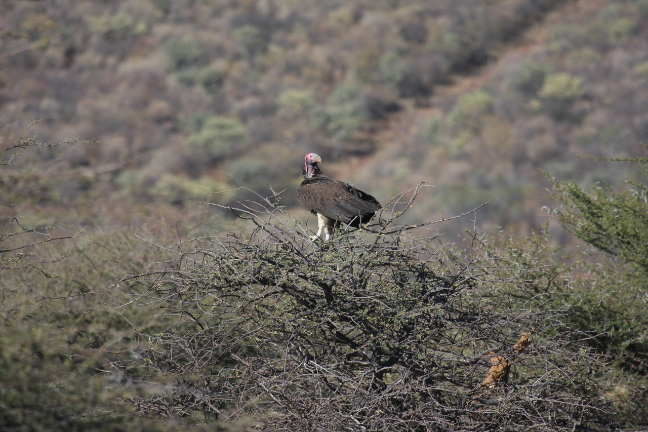 [5411] 2016_06_23_09_59_47_Africa_Canon_EOS_40D_IMG__00138.jpg