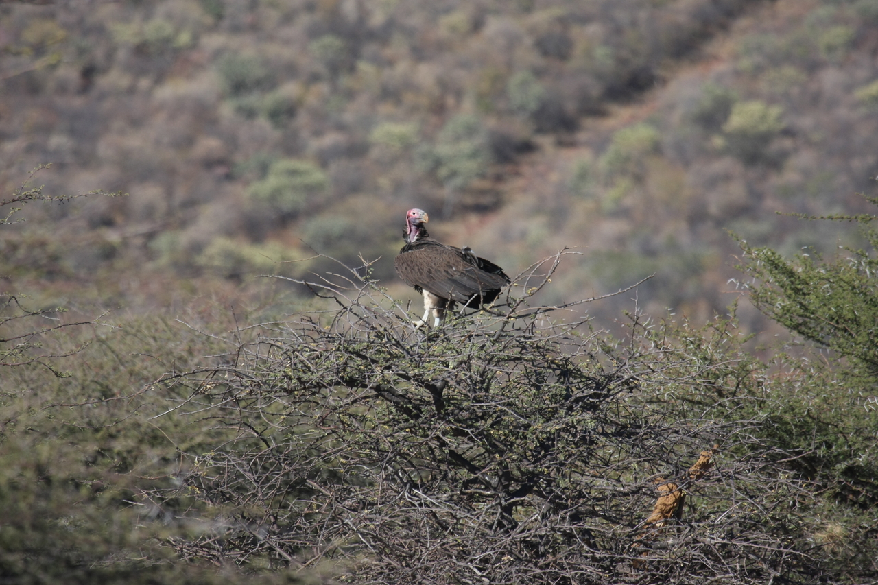 [5414] 2016_06_23_09_59_47_Africa_Canon_EOS_40D_IMG__00973.jpg