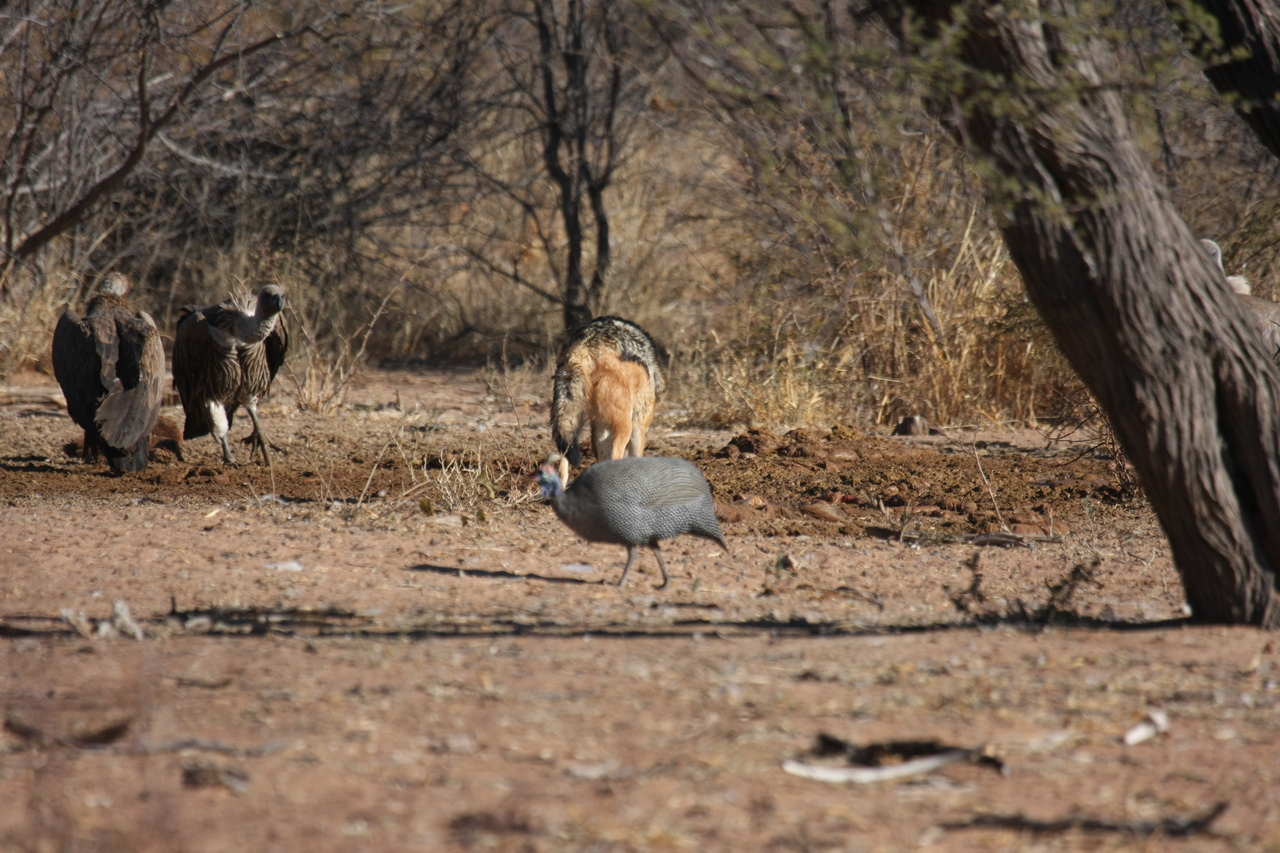 [5464] 2016_06_23_10_03_39_Africa_Canon_EOS_40D_IMG__08436.jpg