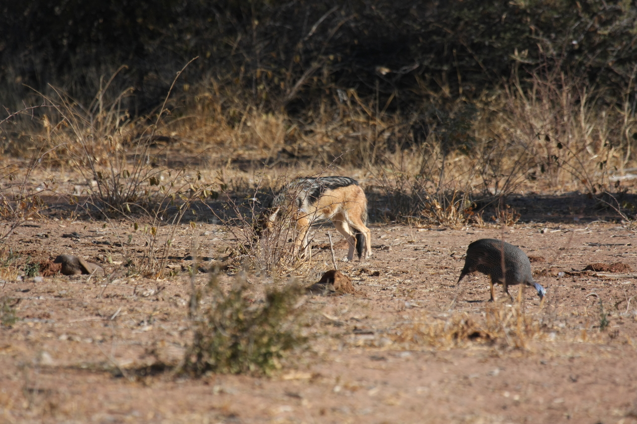 [5478] 2016_06_23_10_04_11_Africa_Canon_EOS_40D_IMG__00161.jpg