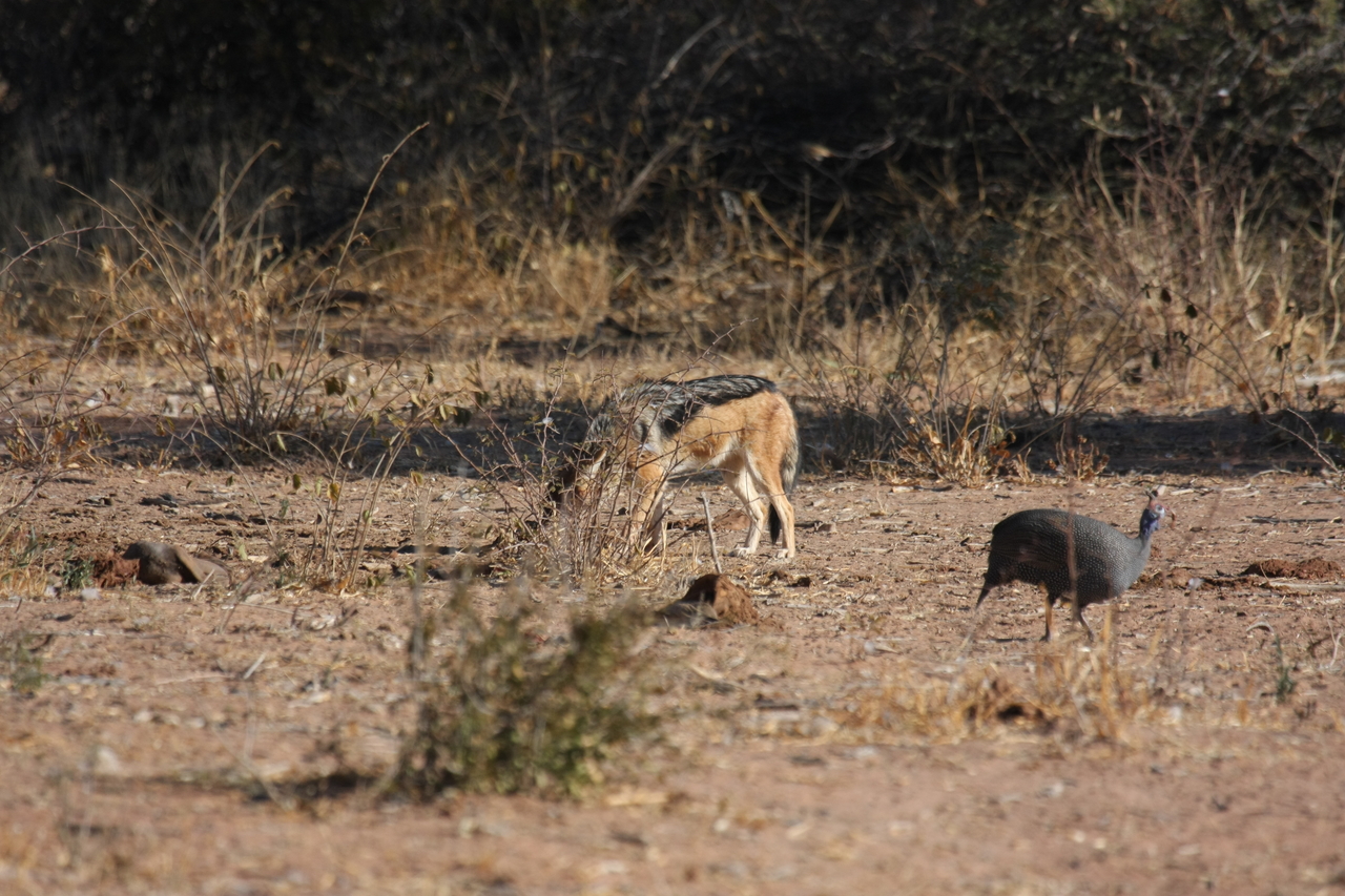 [5482] 2016_06_23_10_04_11_Africa_Canon_EOS_40D_IMG__00996.jpg