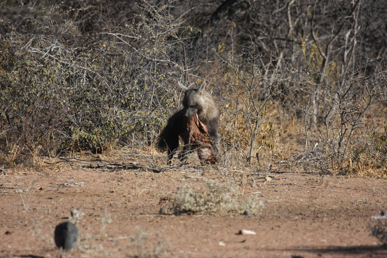 [5495] 2016_06_23_10_04_21_Africa_Canon_EOS_40D_IMG__08445.jpg