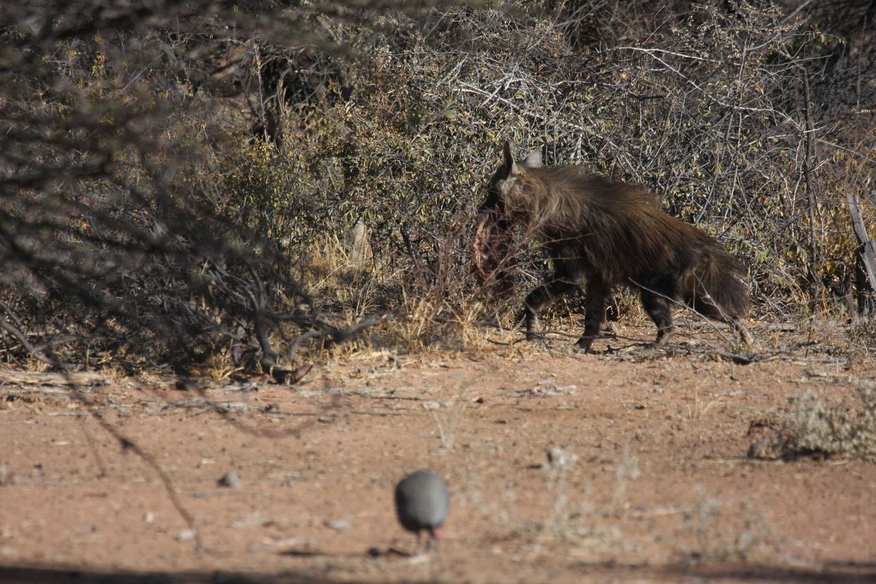 [5500] 2016_06_23_10_04_25_Africa_Canon_EOS_40D_IMG__08448.jpg