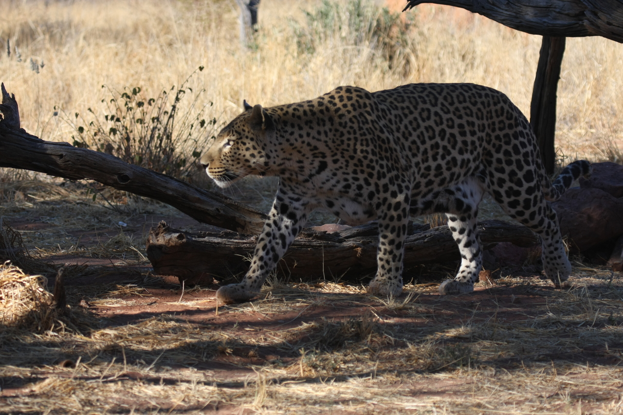 [5519] 2016_06_23_10_16_19_Africa_Canon_EOS_40D_IMG__01005.jpg