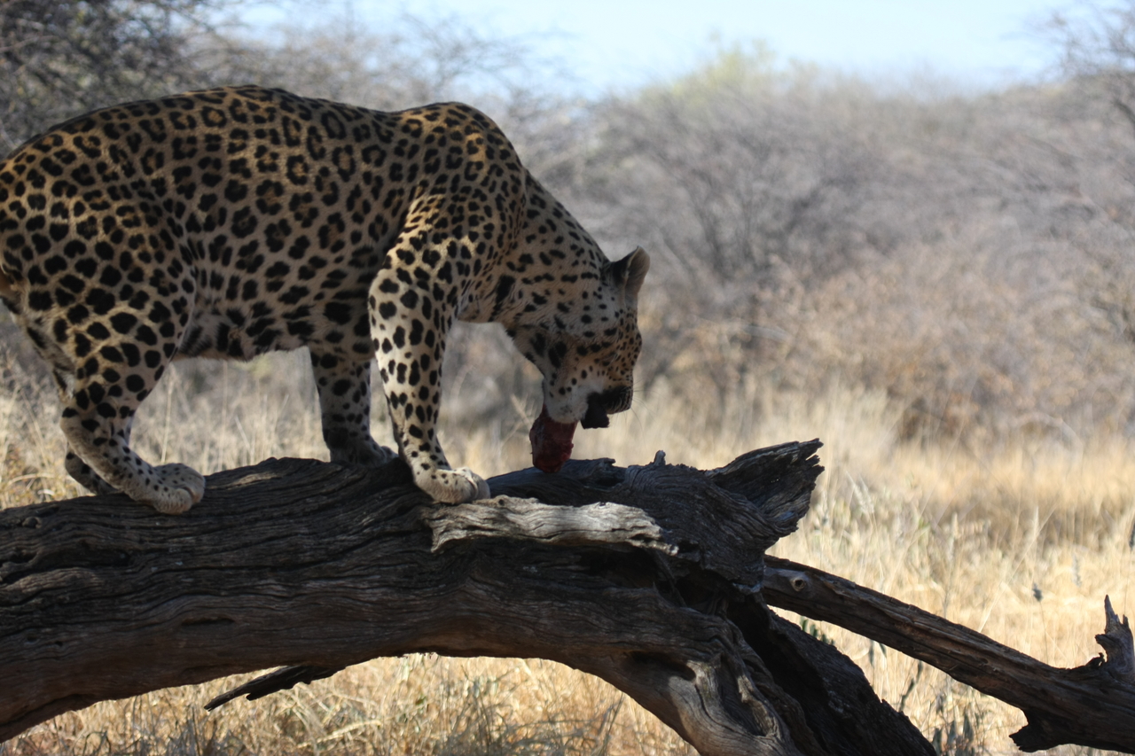 [5521] 2016_06_23_10_16_26_Africa_Canon_EOS_40D_IMG__00172.jpg