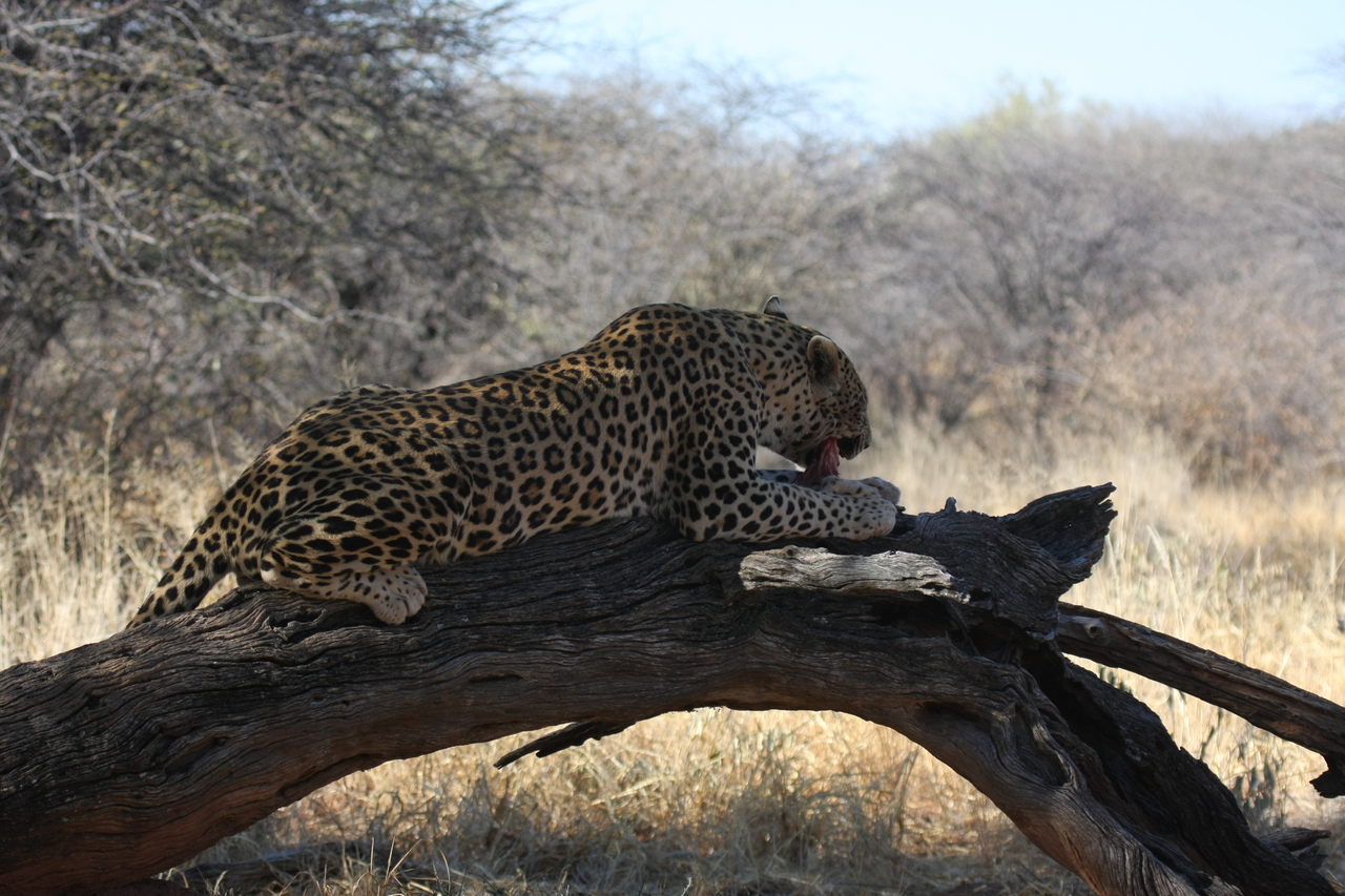 [5550] 2016_06_23_10_16_52_Africa_Canon_EOS_40D_IMG__01012.jpg