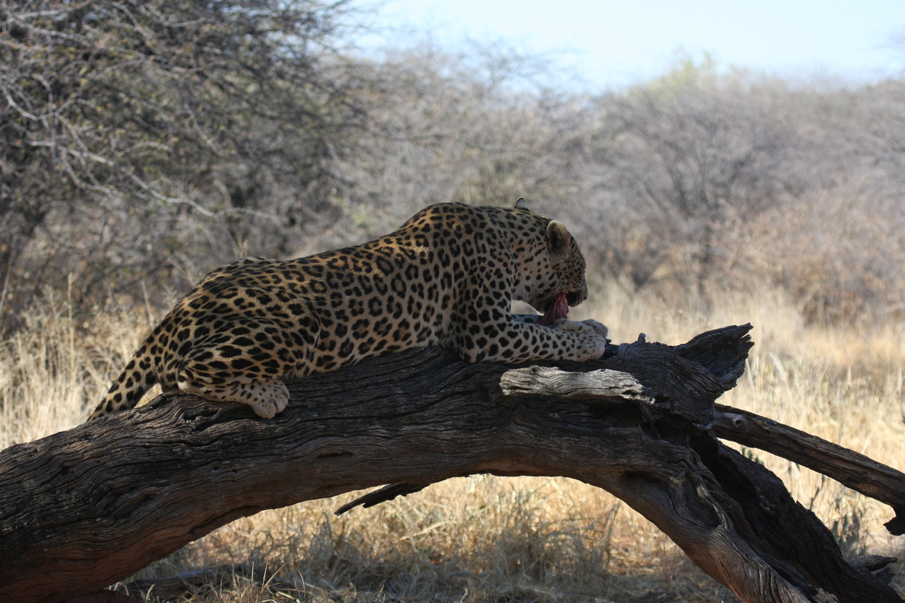 [5552] 2016_06_23_10_16_52_Africa_Canon_EOS_40D_IMG__08458.jpg