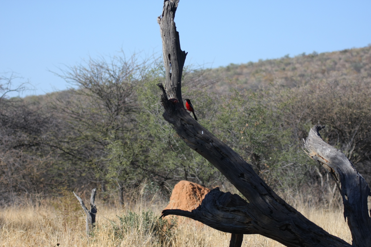 [5586] 2016_06_23_10_17_57_Africa_Canon_EOS_40D_IMG__01022.jpg