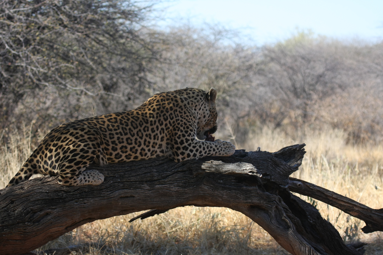 [5599] 2016_06_23_10_18_18_Africa_Canon_EOS_40D_IMG__08473.jpg