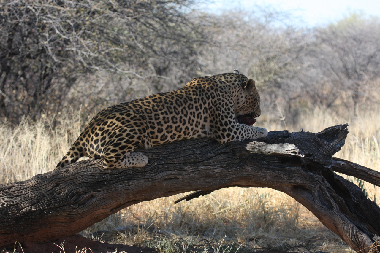 [5601] 2016_06_23_10_18_37_Africa_Canon_EOS_40D_IMG__00194.jpg