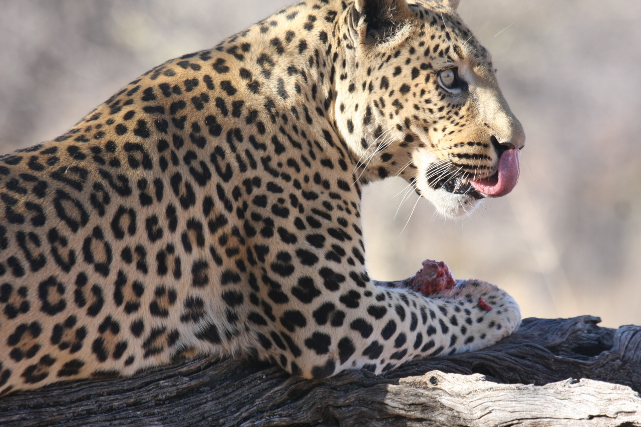 [5646] 2016_06_23_10_24_44_Africa_Canon_EOS_40D_IMG__00205.jpg