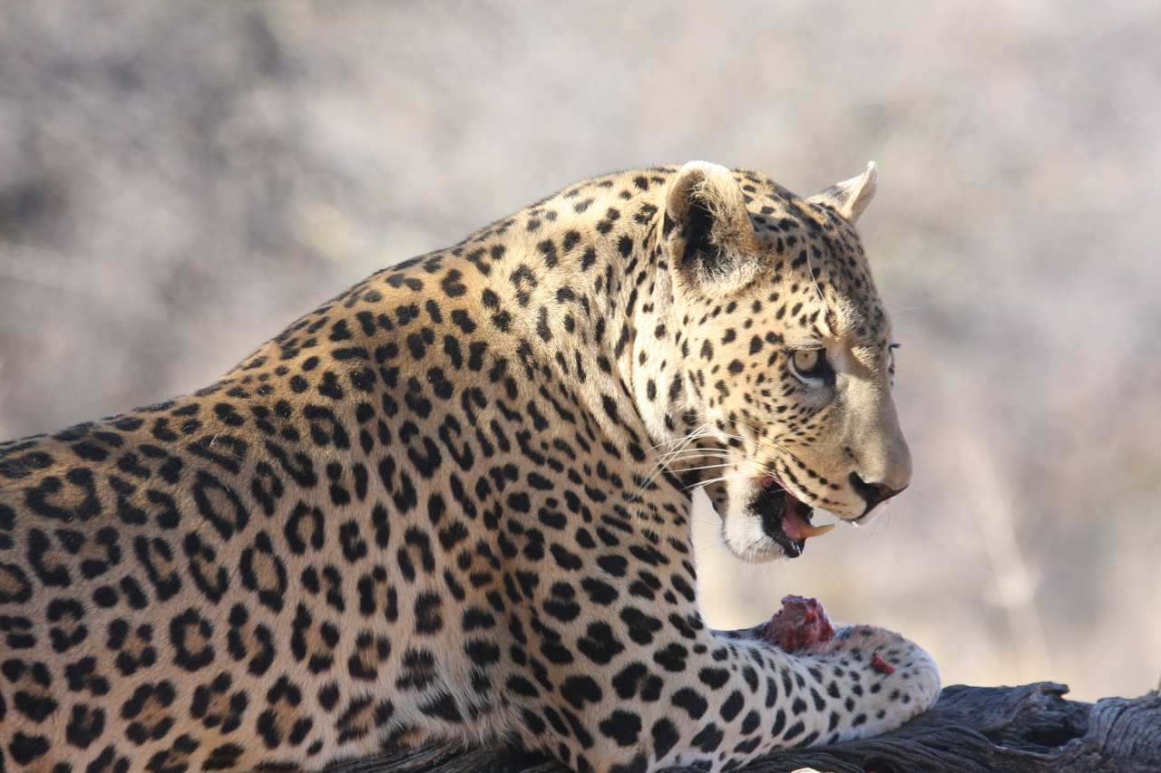 [5654] 2016_06_23_10_24_45_Africa_Canon_EOS_40D_IMG__01041.jpg