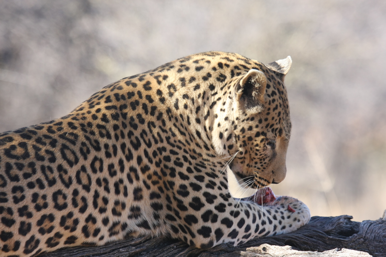 [5658] 2016_06_23_10_24_46_Africa_Canon_EOS_40D_IMG__00209.jpg