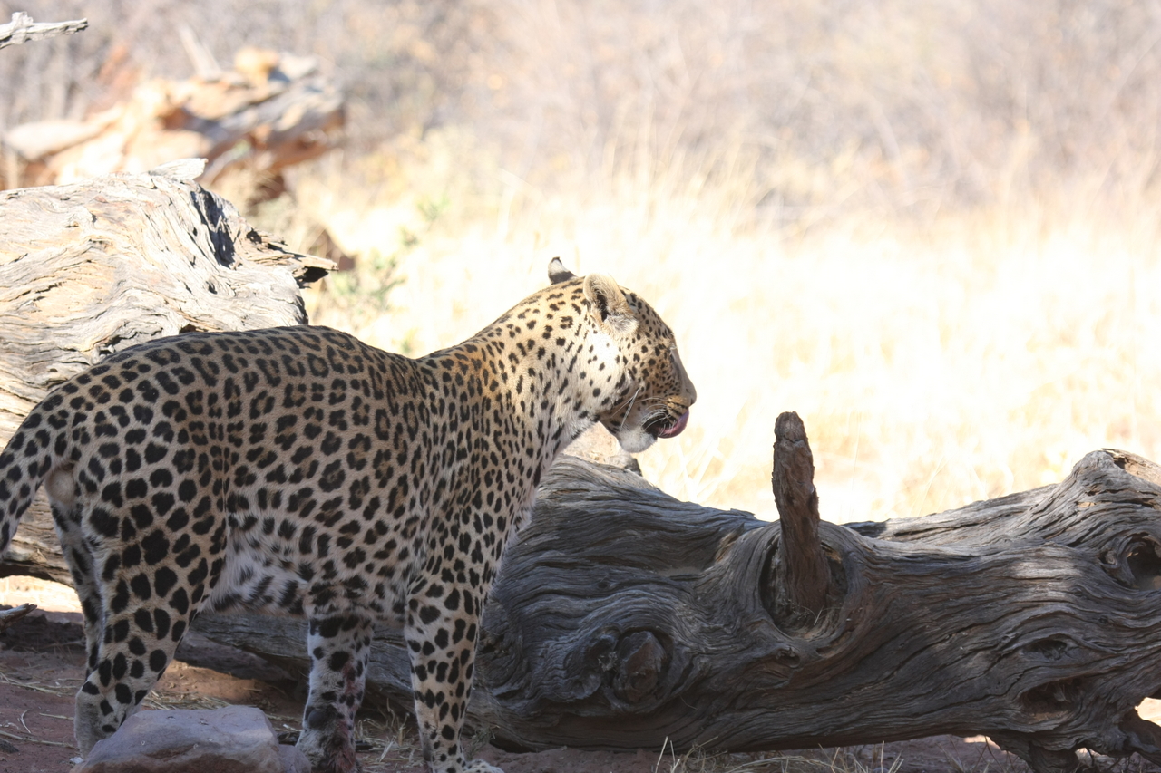 [5665] 2016_06_23_10_25_11_Africa_Canon_EOS_40D_IMG__00212.jpg