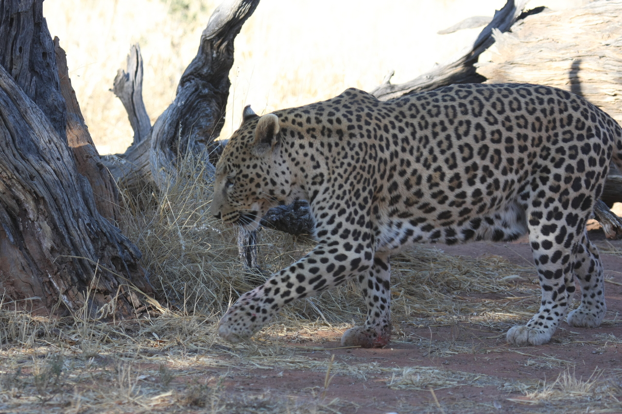 [5696] 2016_06_23_10_25_20_Africa_Canon_EOS_40D_IMG__01055.jpg