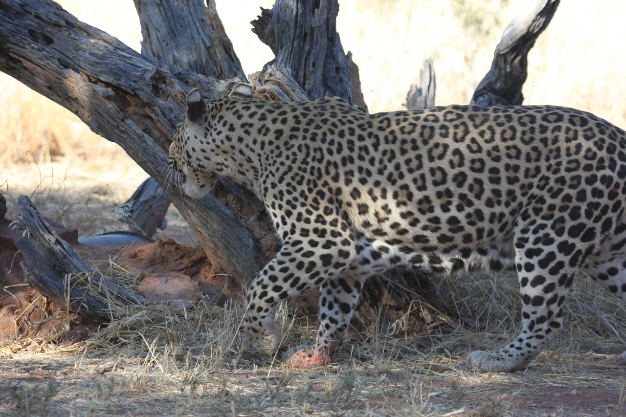 [5704] 2016_06_23_10_25_22_Africa_Canon_EOS_40D_IMG__08504.jpg