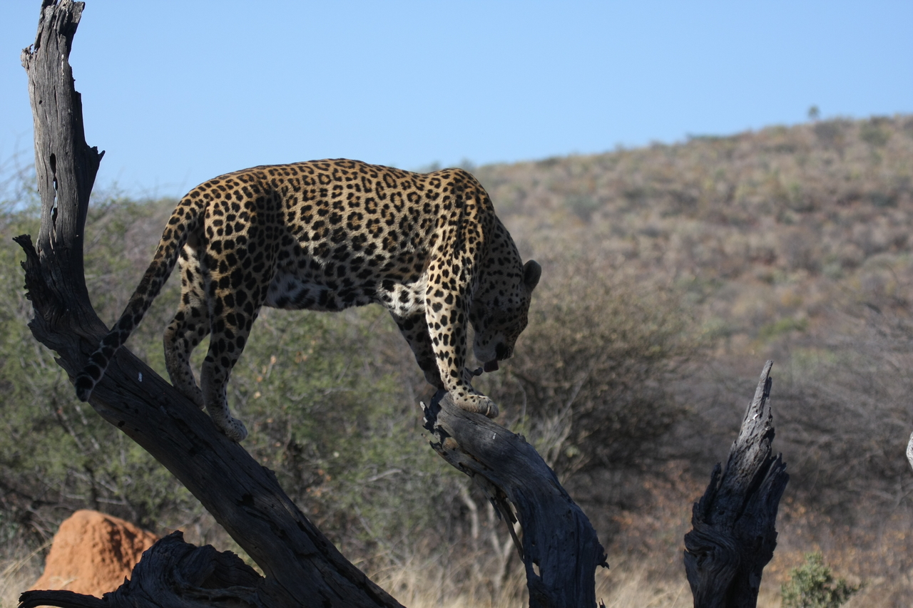 [5711] 2016_06_23_10_25_40_Africa_Canon_EOS_40D_IMG__00226.jpg