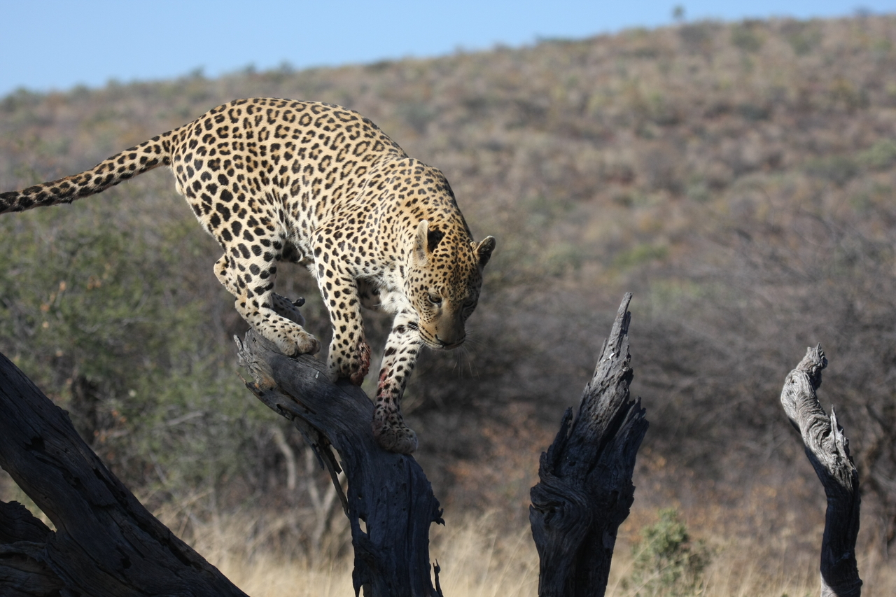 [5721] 2016_06_23_10_25_43_Africa_Canon_EOS_40D_IMG__08509.jpg