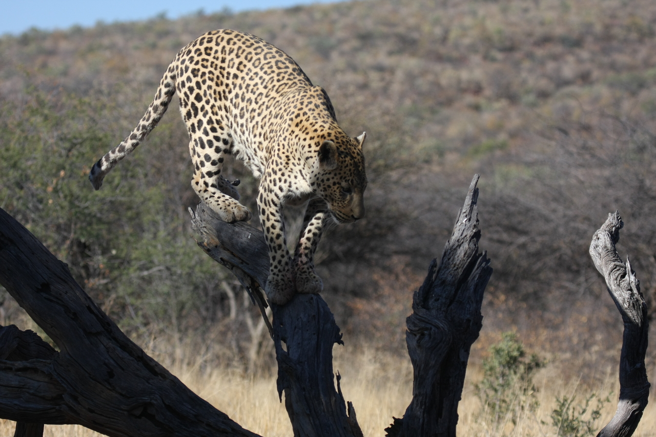 [5733] 2016_06_23_10_25_46_Africa_Canon_EOS_40D_IMG__08513.jpg