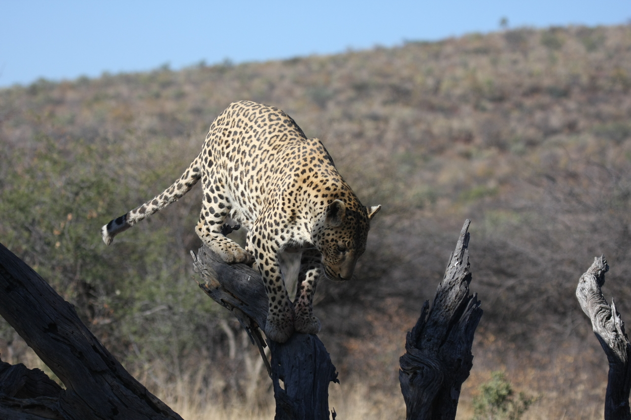 [5736] 2016_06_23_10_25_47_Africa_Canon_EOS_40D_IMG__00235.jpg