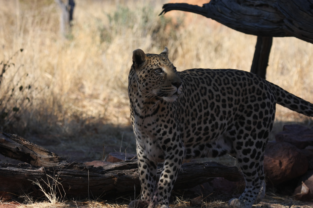 [5769] 2016_06_23_10_26_04_Africa_Canon_EOS_40D_IMG__08525.jpg