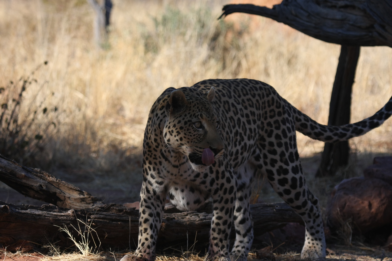 [5776] 2016_06_23_10_26_05_Africa_Canon_EOS_40D_IMG__08528.jpg