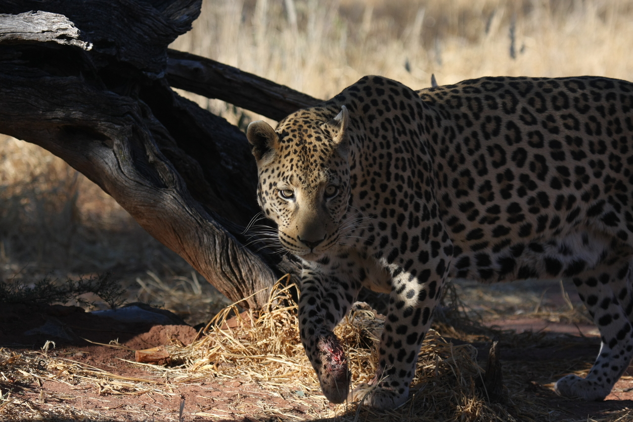 [5780] 2016_06_23_10_26_10_Africa_Canon_EOS_40D_IMG__01082.jpg