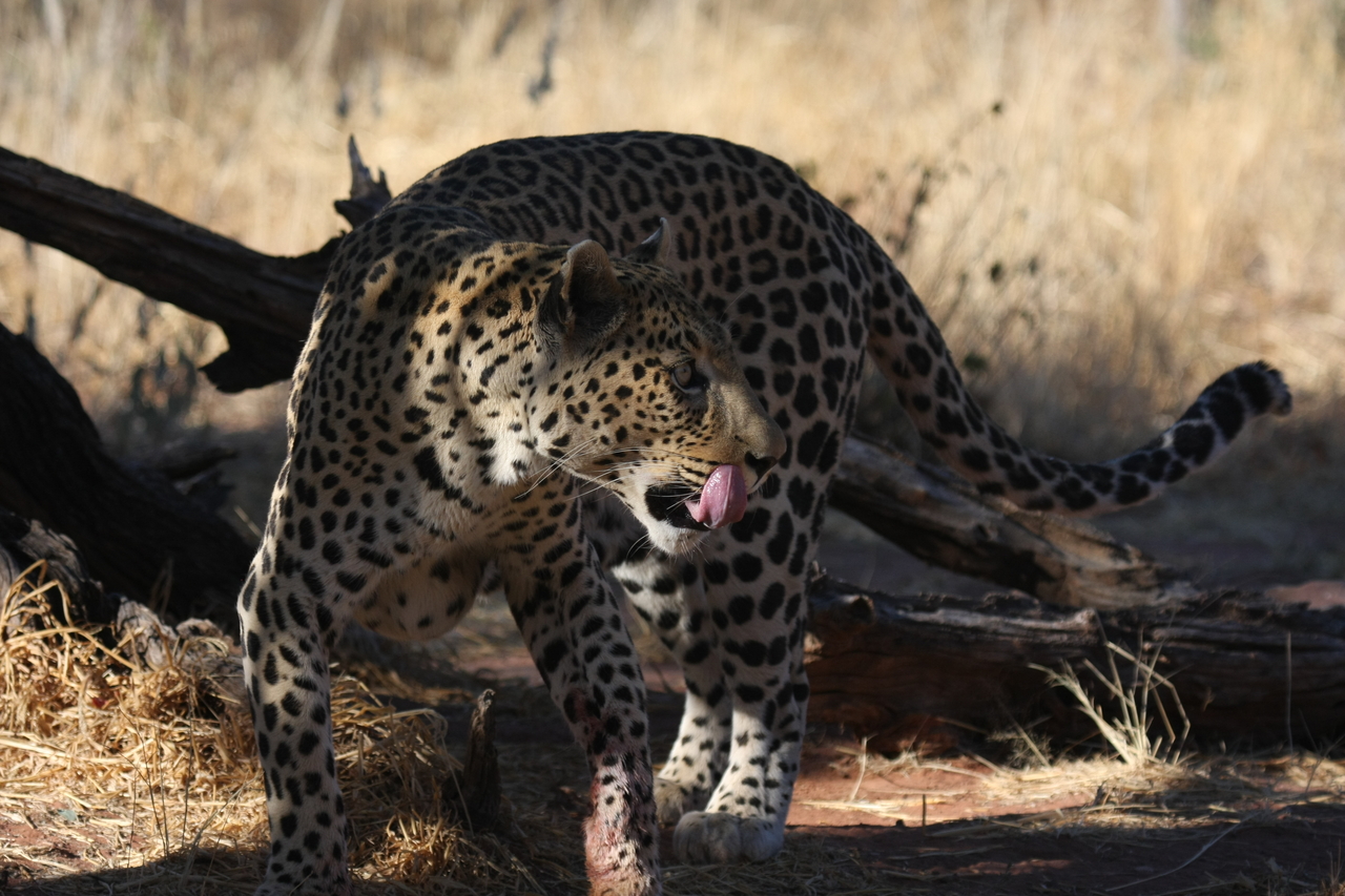 [5785] 2016_06_23_10_26_10_Africa_Canon_EOS_40D_IMG__08531.jpg