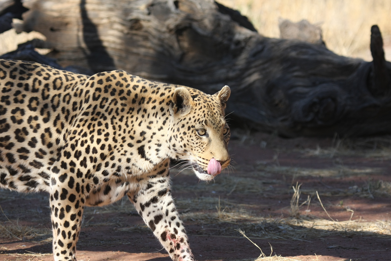 [5786] 2016_06_23_10_26_17_Africa_Canon_EOS_40D_IMG__00251.jpg