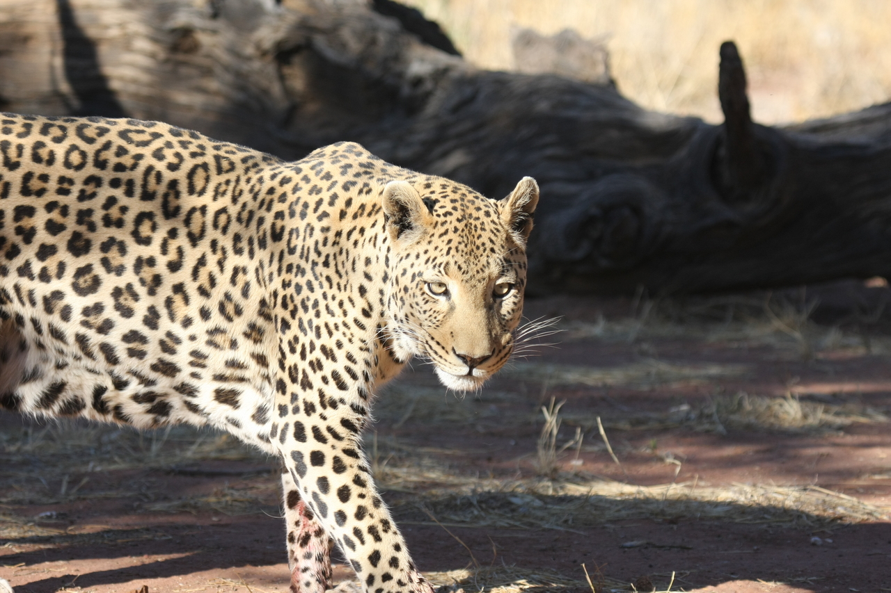 [5794] 2016_06_23_10_26_17_Africa_Canon_EOS_40D_IMG__08534.jpg