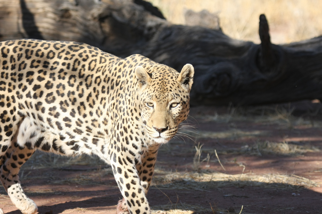 [5795] 2016_06_23_10_26_18_Africa_Canon_EOS_40D_IMG__00254.jpg