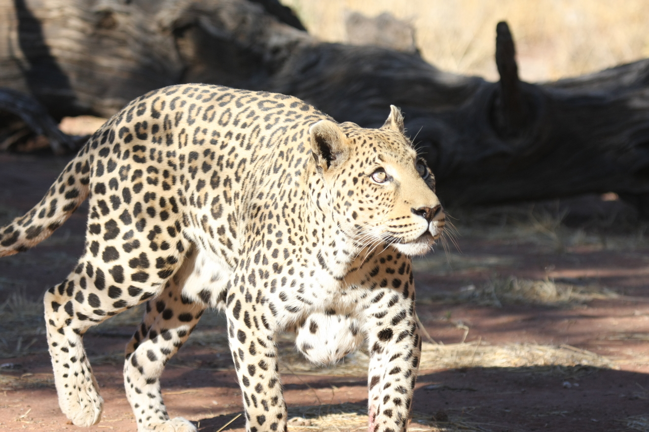 [5800] 2016_06_23_10_26_18_Africa_Canon_EOS_40D_IMG__01090.jpg