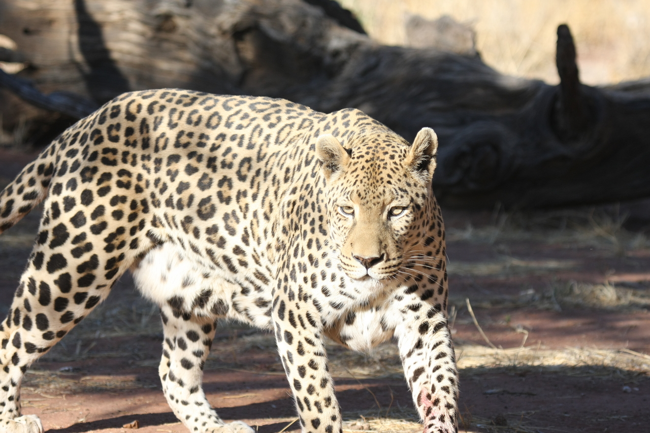 [5802] 2016_06_23_10_26_18_Africa_Canon_EOS_40D_IMG__08536.jpg