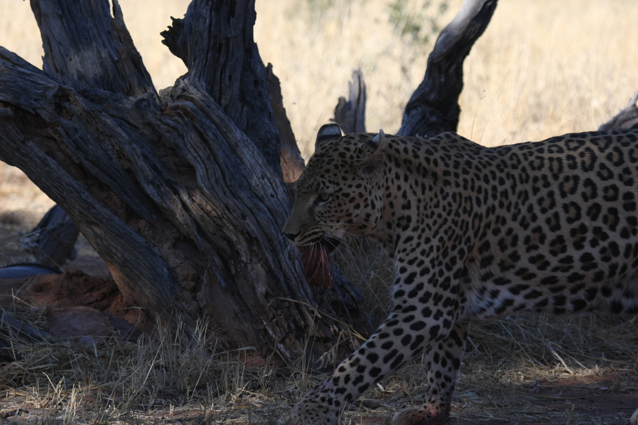 [5844] 2016_06_23_10_27_04_Africa_Canon_EOS_40D_IMG__08546.jpg