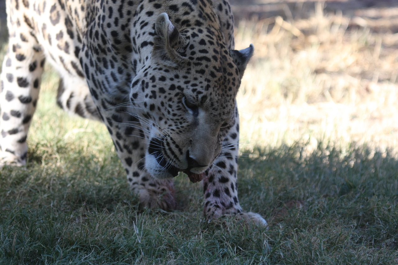 [5855] 2016_06_23_10_27_19_Africa_Canon_EOS_40D_IMG__00270.jpg