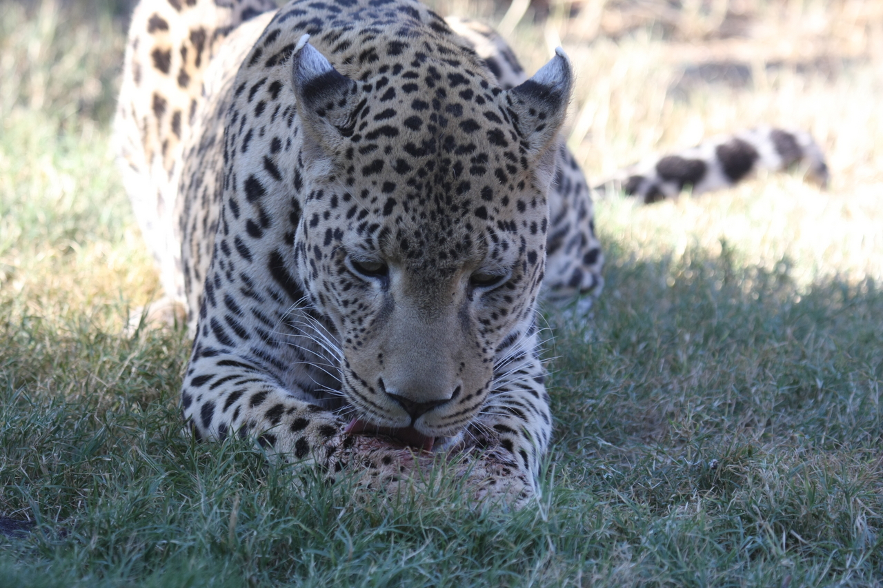 [5908] 2016_06_23_10_27_42_Africa_Canon_EOS_40D_IMG__01120.jpg