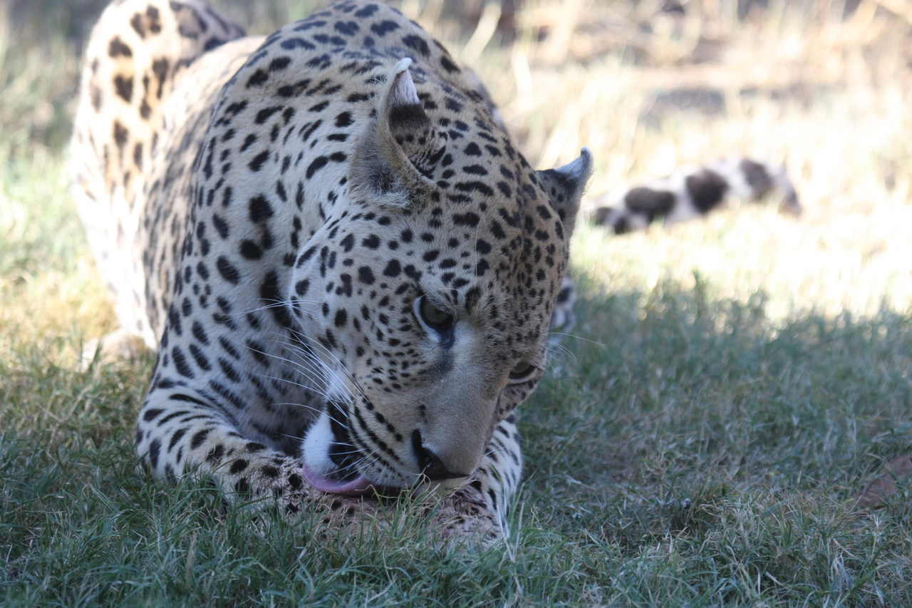 [5917] 2016_06_23_10_27_45_Africa_Canon_EOS_40D_IMG__00290.jpg