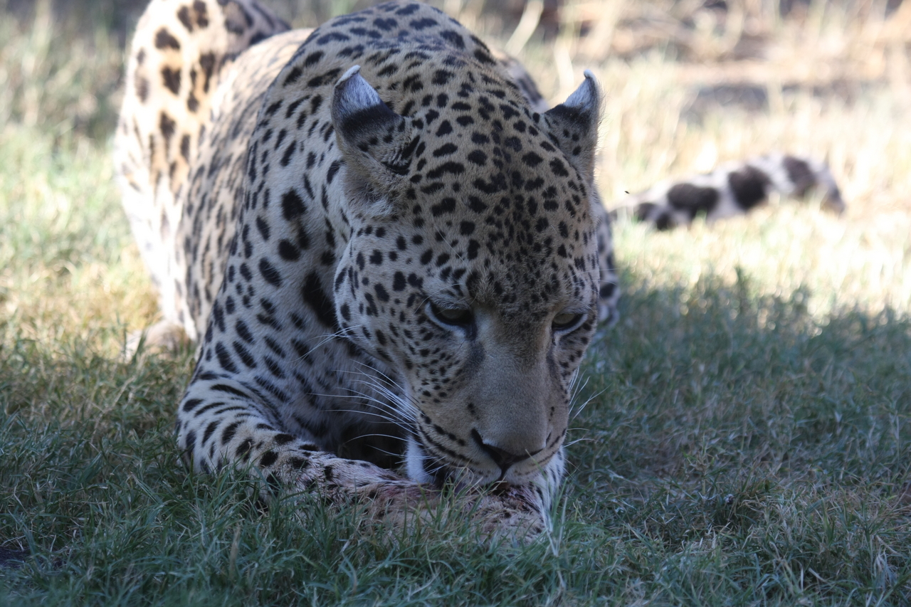 [5932] 2016_06_23_10_27_49_Africa_Canon_EOS_40D_IMG__01129.jpg