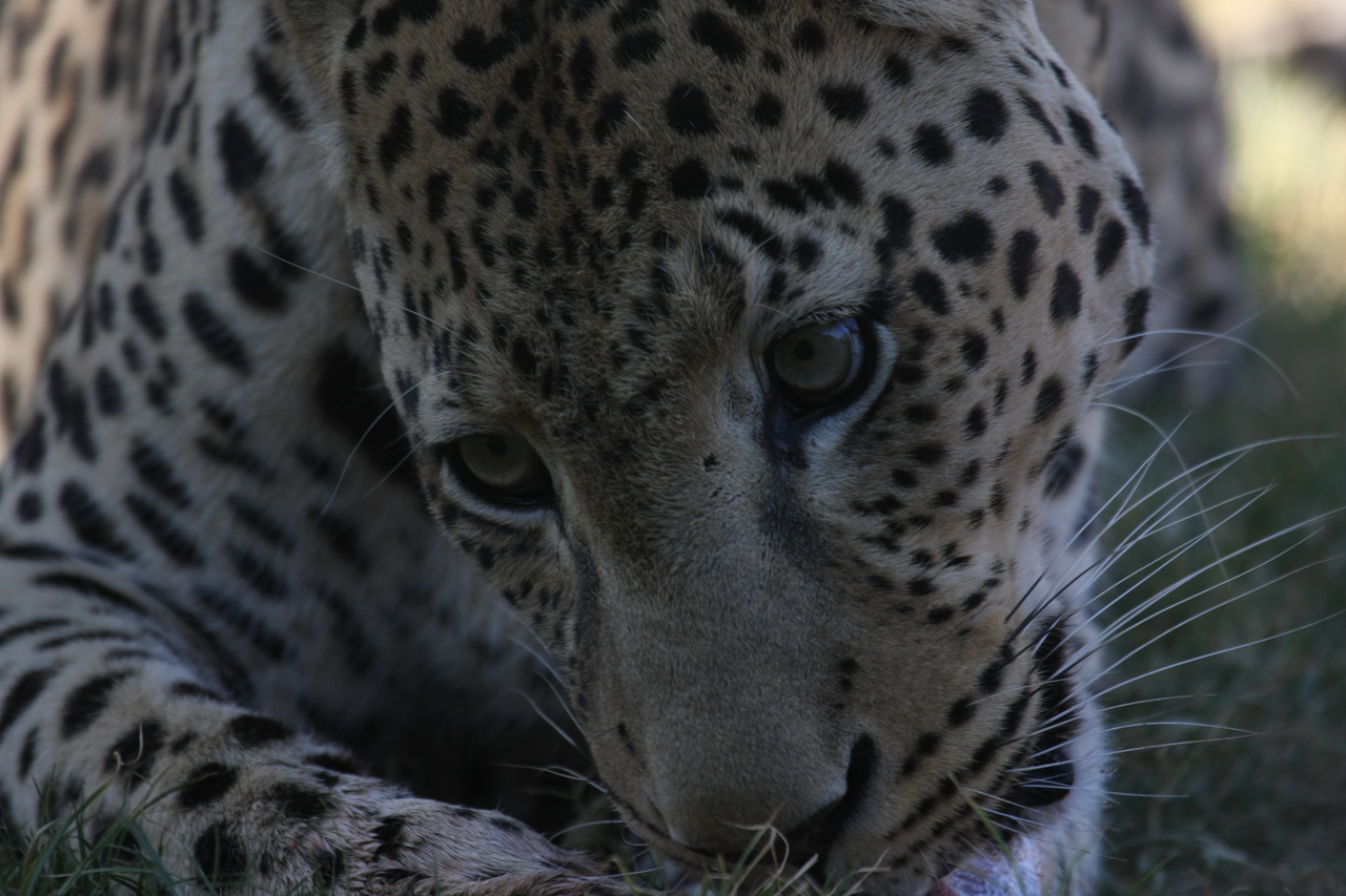 [5944] 2016_06_23_10_27_53_Africa_Canon_EOS_40D_IMG__01132.jpg