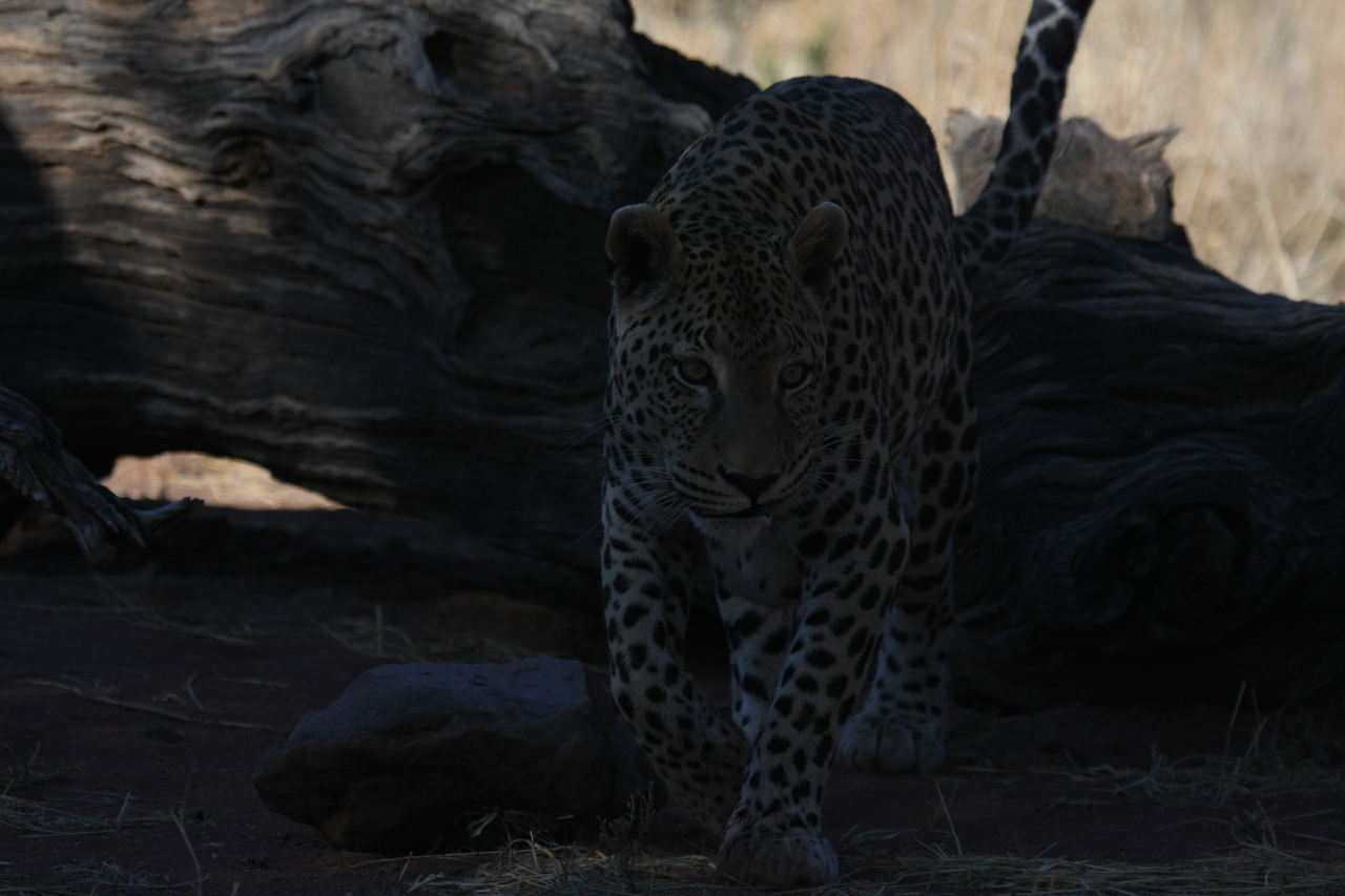 [5973] 2016_06_23_10_29_03_Africa_Canon_EOS_40D_IMG__00308.jpg