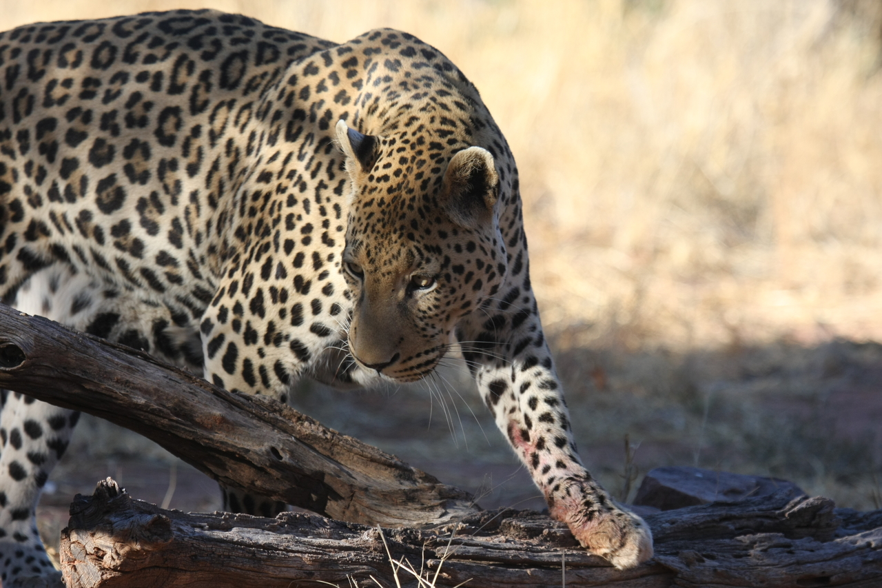 [5981] 2016_06_23_10_29_17_Africa_Canon_EOS_40D_IMG__00310.jpg