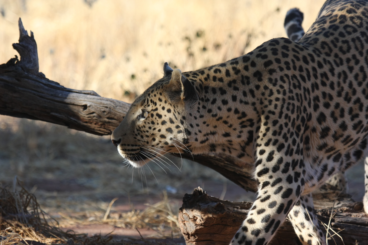 [5985] 2016_06_23_10_29_18_Africa_Canon_EOS_40D_IMG__01145.jpg